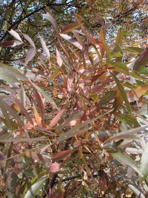 Fraxinus angustifolia 'Raywood' feuille automne